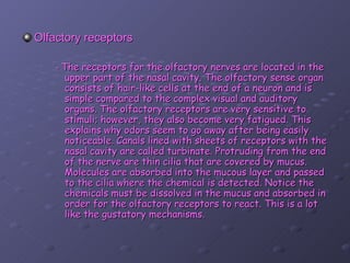 Olfactory receptors

    - The receptors for the olfactory nerves are located in the
     upper part of the nasal cavity. The olfactory sense organ
     consists of hair-like cells at the end of a neuron and is
     simple compared to the complex visual and auditory
     organs. The olfactory receptors are very sensitive to
     stimuli; however, they also become very fatigued. This
     explains why odors seem to go away after being easily
     noticeable. Canals lined with sheets of receptors with the
     nasal cavity are called turbinate. Protruding from the end
     of the nerve are thin cilia that are covered by mucus.
     Molecules are absorbed into the mucous layer and passed
     to the cilia where the chemical is detected. Notice the
     chemicals must be dissolved in the mucus and absorbed in
     order for the olfactory receptors to react. This is a lot
     like the gustatory mechanisms.
 