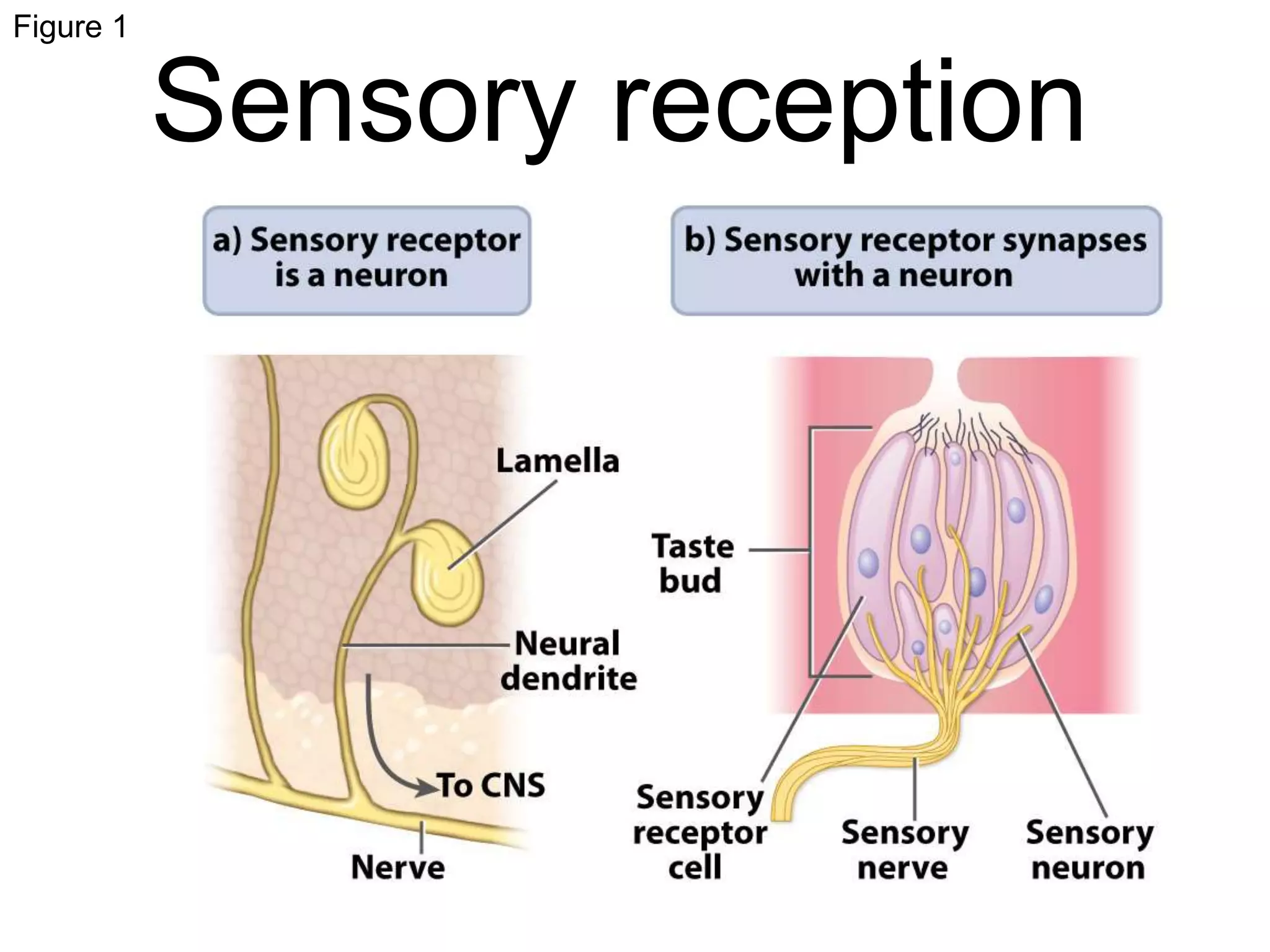 Sense Receptor Process Sensory receptors animal systems | PPTX