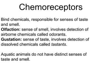 Sensory receptors animal systems | PPTX