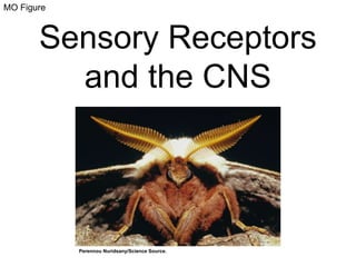 MO Figure 
Sensory Receptors 
and the CNS 
Perennou Nuridsany/Science Source. 
 