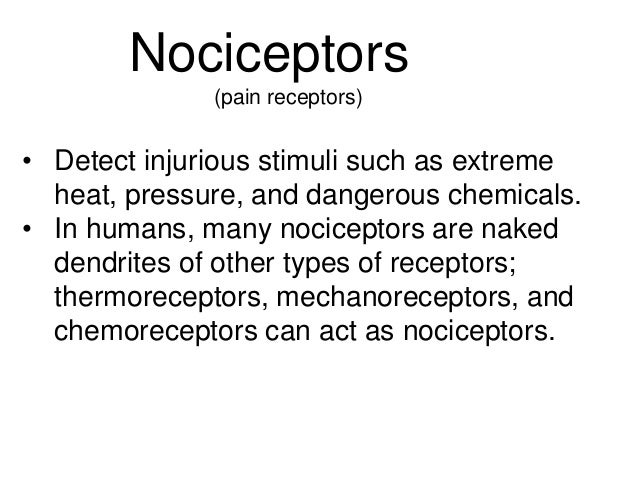 Sensory Receptors Animal Systems