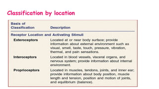 Sensory Receptors Physiology- A detailed review | PPTX