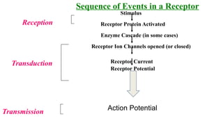 Sense Receptor Process Sensory Receptors Physiology- A detailed review | PPTX