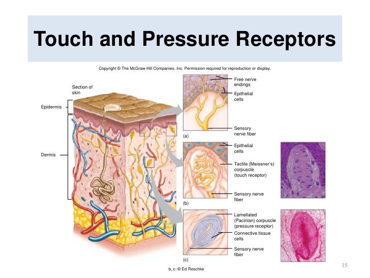 Sensory System