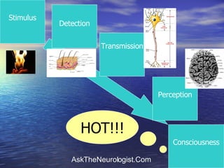 Stimulus Consciousness Detection Transmission Perception HOT !!! 