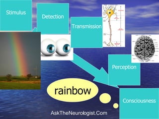 Stimulus Consciousness Detection Perception rainbow Transmission 