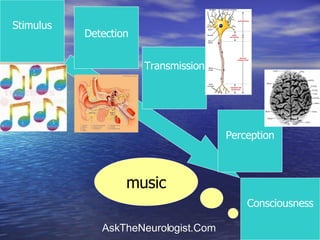 Stimulus Consciousness Detection Transmission Perception music 