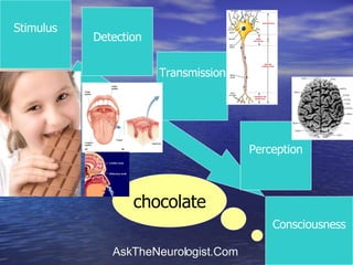 Stimulus Consciousness Detection Transmission Perception chocolate 