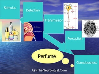Stimulus Consciousness Detection Transmission Perception Perfume   