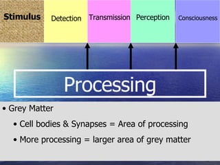Processing Grey Matter Cell bodies & Synapses = Area of processing More processing = larger area of grey matter Stimulus Consciousness Detection Transmission Perception 