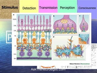 Processing  עיבוד Stimulus Consciousness Detection Transmission Perception 