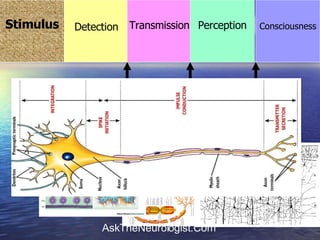 Processing  עיבוד Stimulus Consciousness Detection Transmission Perception 