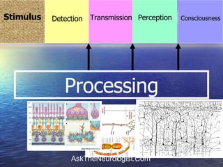 Processing Stimulus Consciousness Detection Transmission Perception 