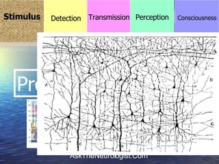 Processing  עיבוד Stimulus Consciousness Detection Transmission Perception 