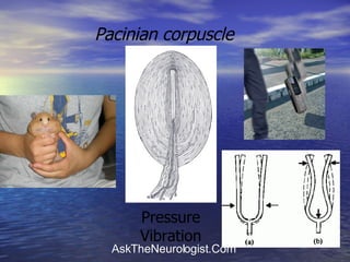 Pacinian corpuscle   Pressure Vibration 