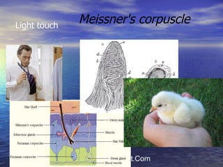 Meissner's corpuscle   Light touch 