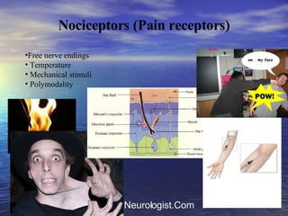 Nociceptors (Pain receptors) Free nerve endings  Temperature Mechanical stimuli Polymodality 