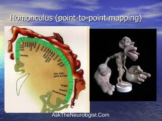 Homonculus (point-to-point mapping) 