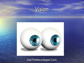 Vision 