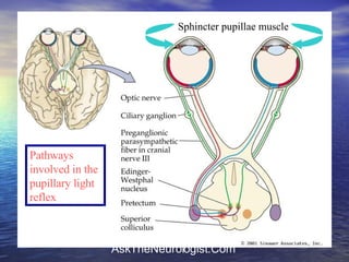 Sphincter pupillae muscle Pathways involved in the pupillary light reflex 