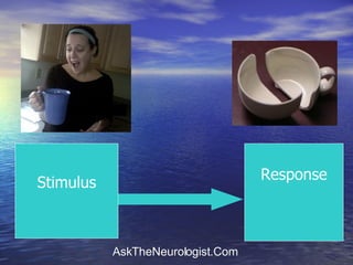 Stimulus Response 