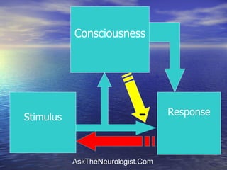 Stimulus Response Consciousness - 