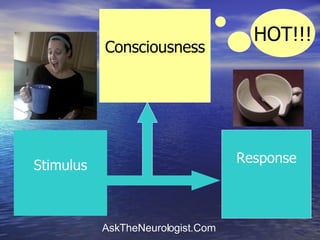 Stimulus Response Consciousness HOT !!! 