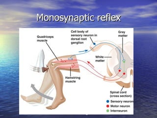 Monosynaptic reflex 