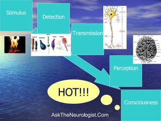 Stimulus Consciousness Detection Transmission Perception HOT !!! 