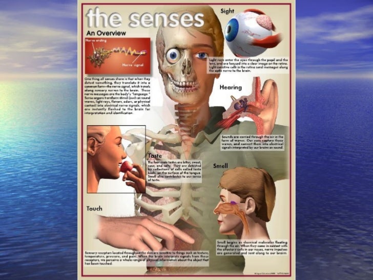 Sensory system