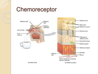 Sensory system. zk | PPTX