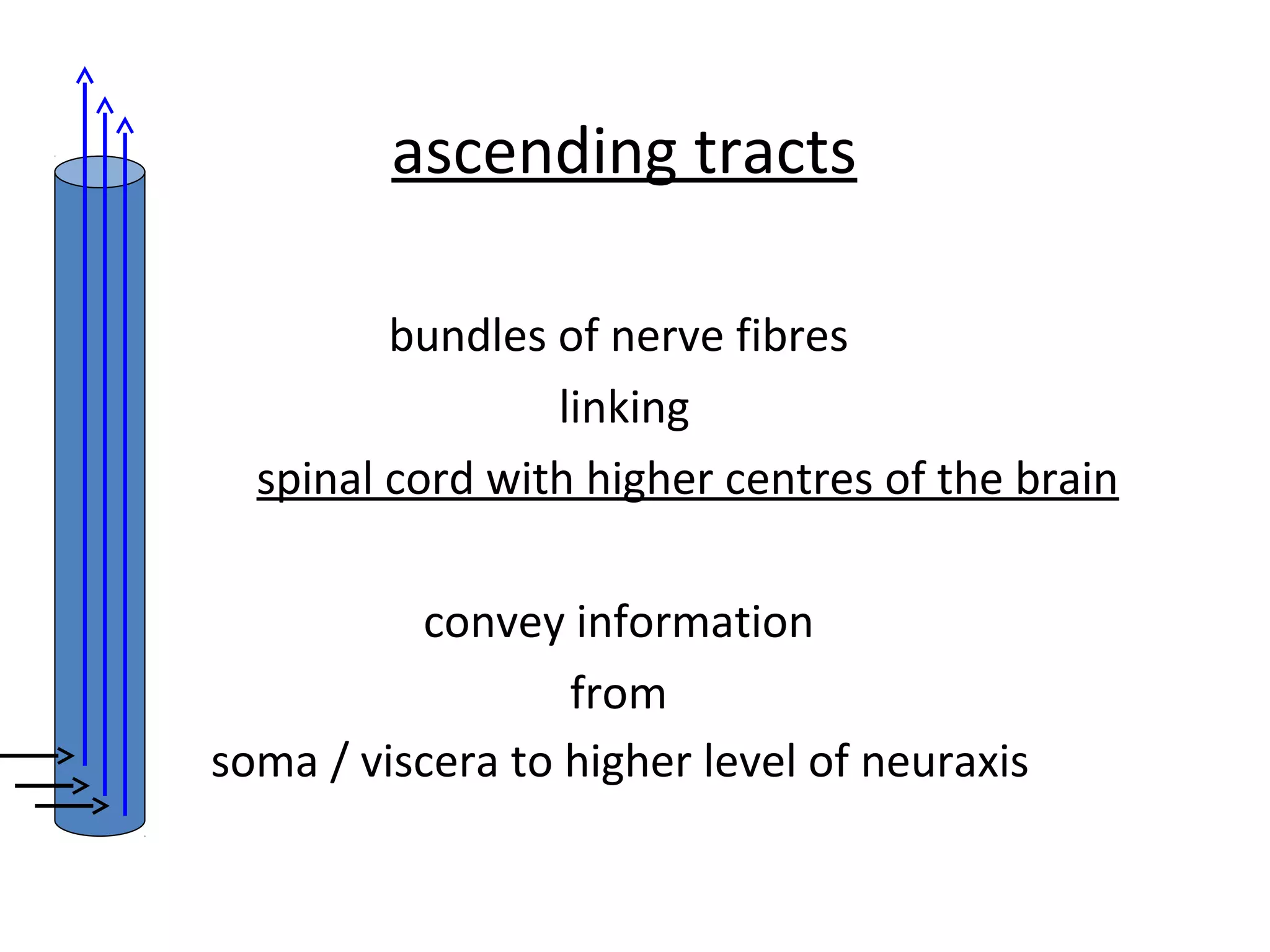 ascending tracts
bundles of nerve fibres
linking
spinal cord with higher centres of the brain
convey information
from
soma / viscera to higher level of neuraxis
 