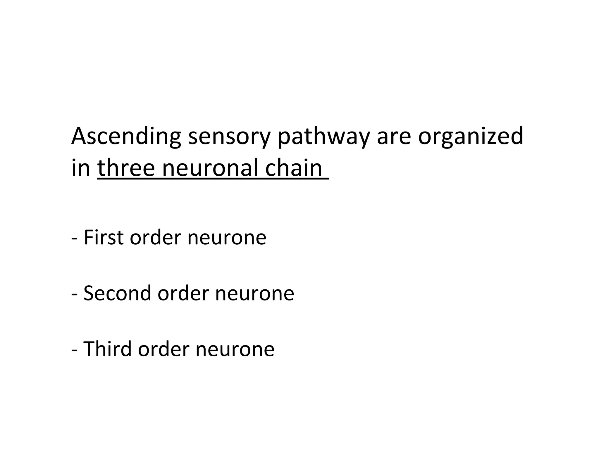 Ascending sensory pathway are organized
in three neuronal chain
- First order neurone
- Second order neurone
- Third order neurone
 