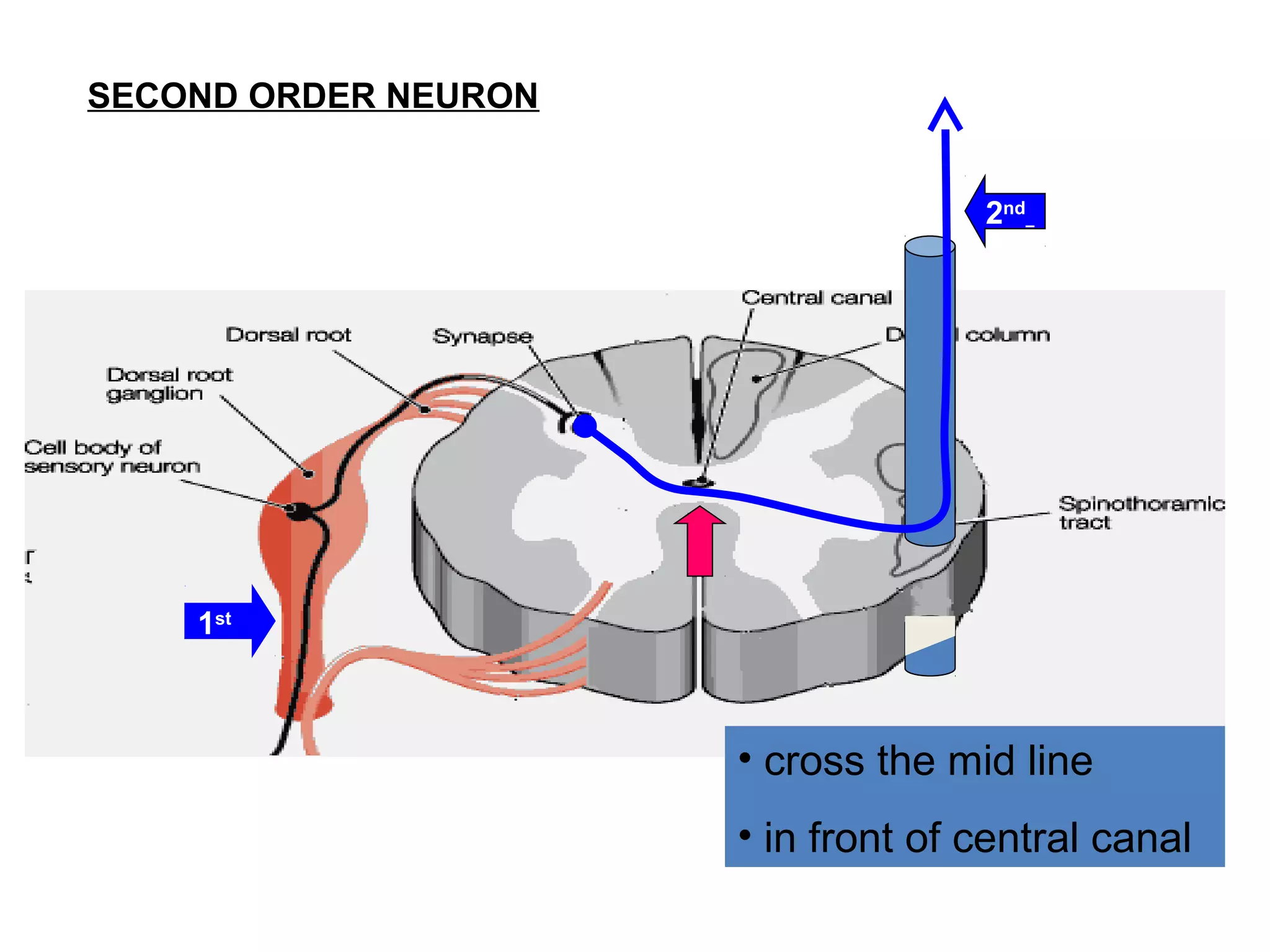 SECOND ORDER NEURON
• cross the mid line
• in front of central canal
1st
2nd
 