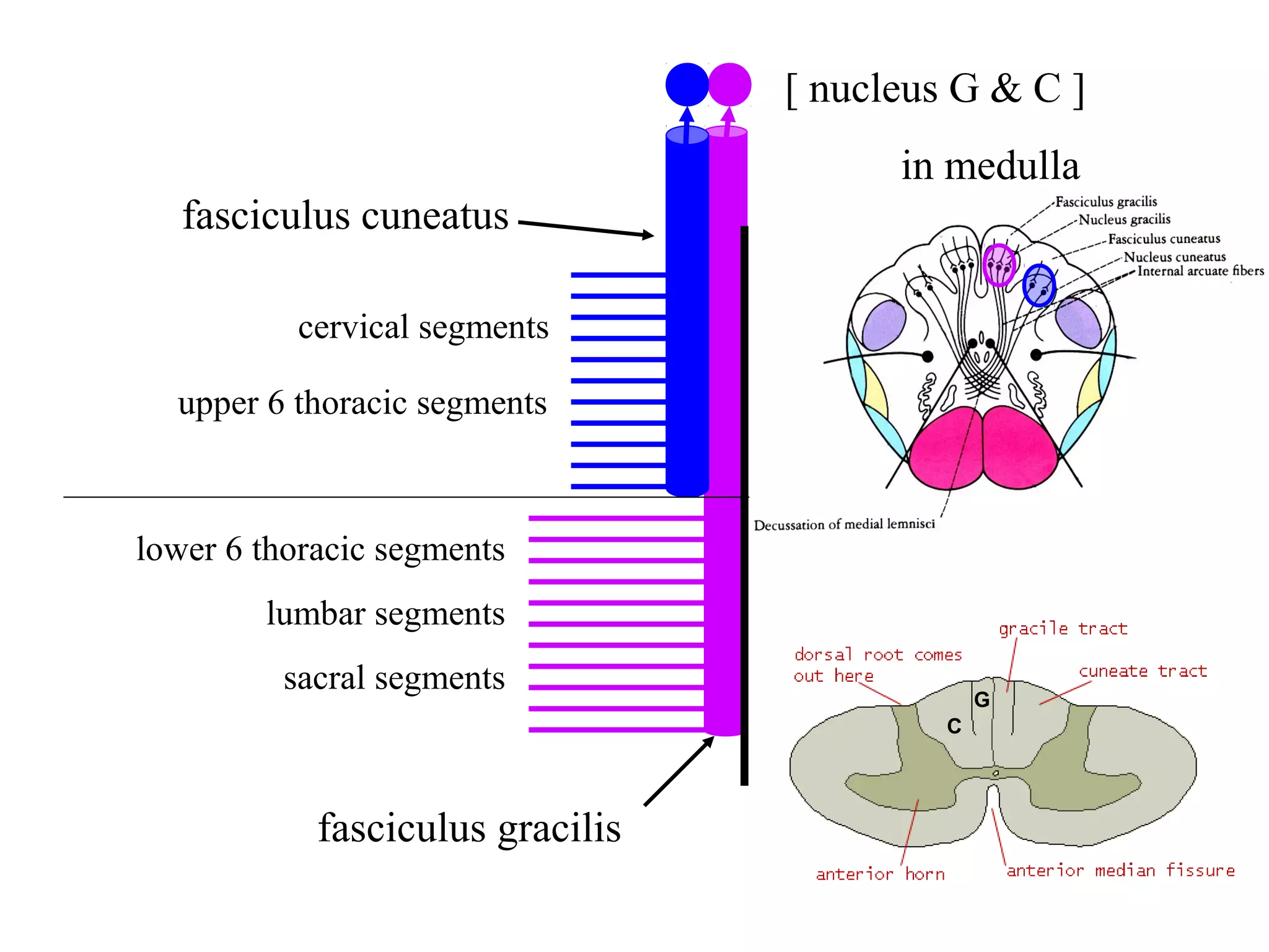 lower 6 thoracic segments
lumbar segments
sacral segments
cervical segments
upper 6 thoracic segments
fasciculus gracilis
fasciculus cuneatus
[ nucleus G & C ]
in medulla
G
C
 