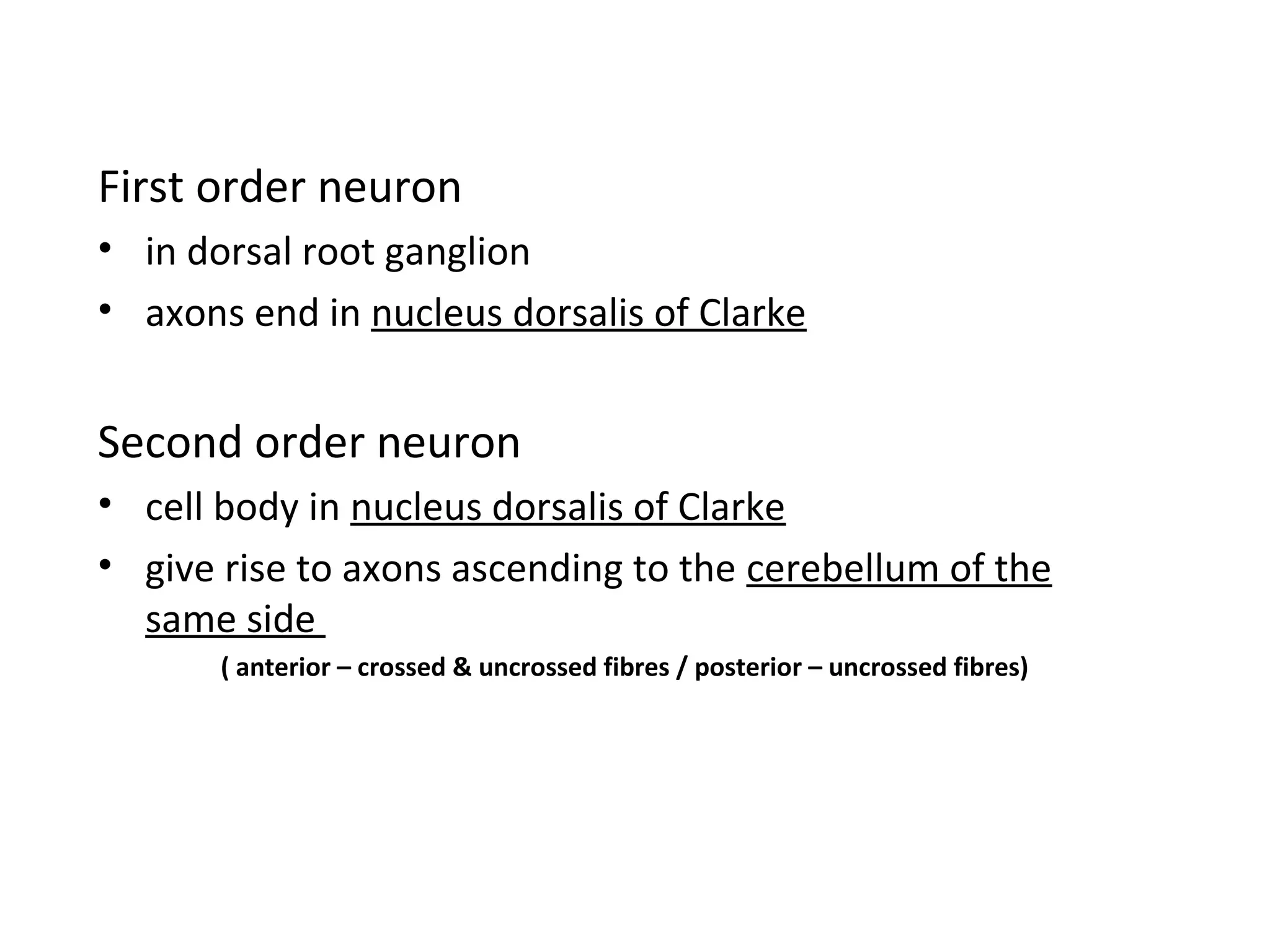 First order neuron
• in dorsal root ganglion
• axons end in nucleus dorsalis of Clarke
Second order neuron
• cell body in nucleus dorsalis of Clarke
• give rise to axons ascending to the cerebellum of the
same side
( anterior – crossed & uncrossed fibres / posterior – uncrossed fibres)
 