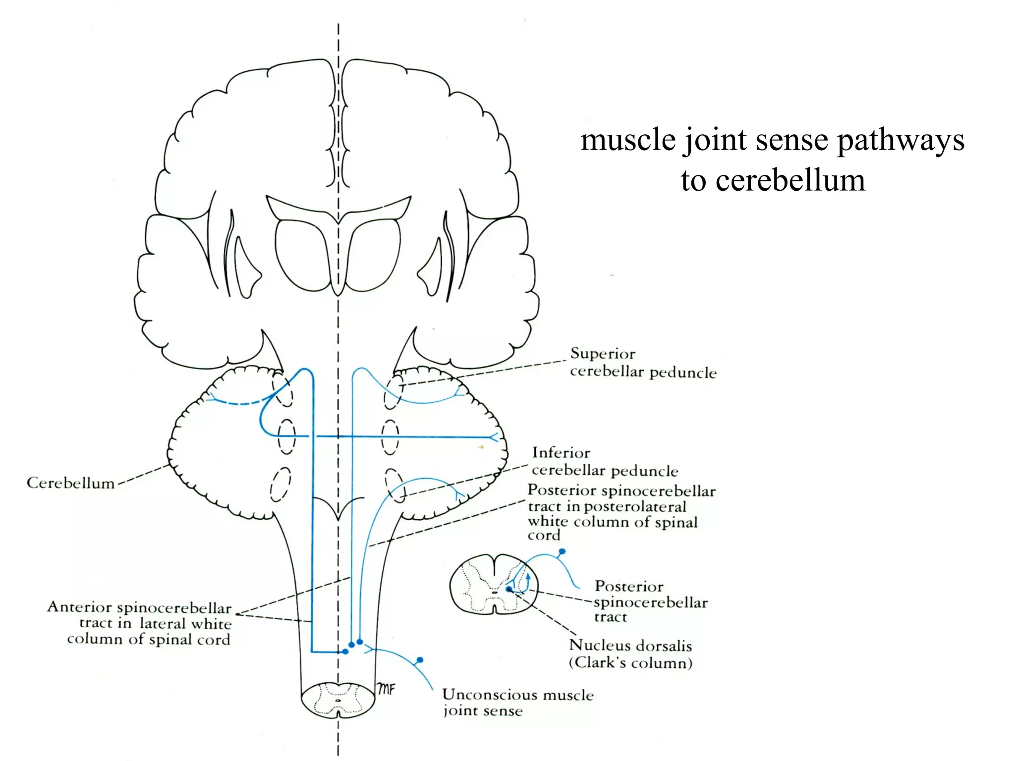 muscle joint sense pathways
to cerebellum
 
