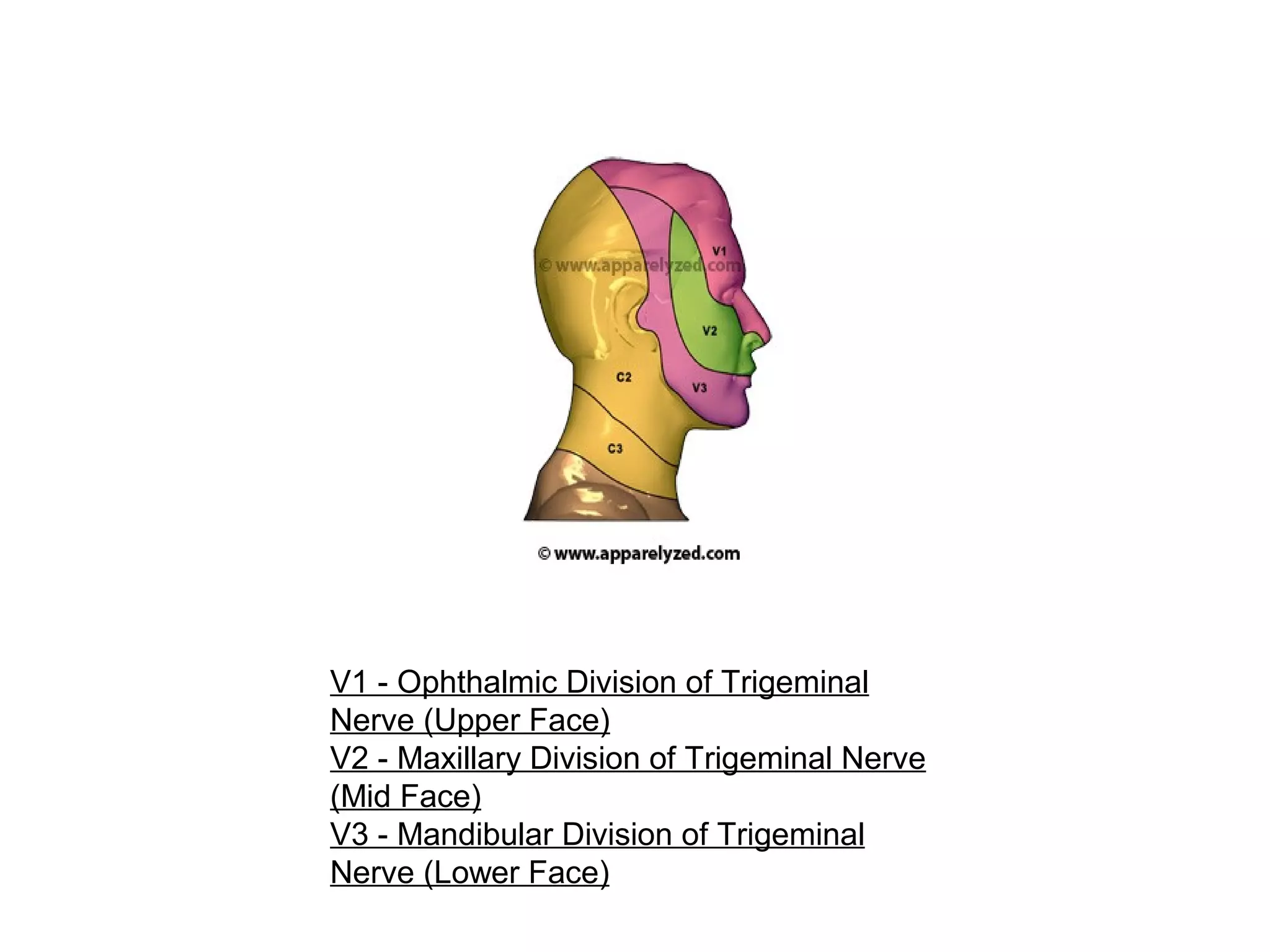V1 - Ophthalmic Division of Trigeminal
Nerve (Upper Face)
V2 - Maxillary Division of Trigeminal Nerve
(Mid Face)
V3 - Mandibular Division of Trigeminal
Nerve (Lower Face)
 