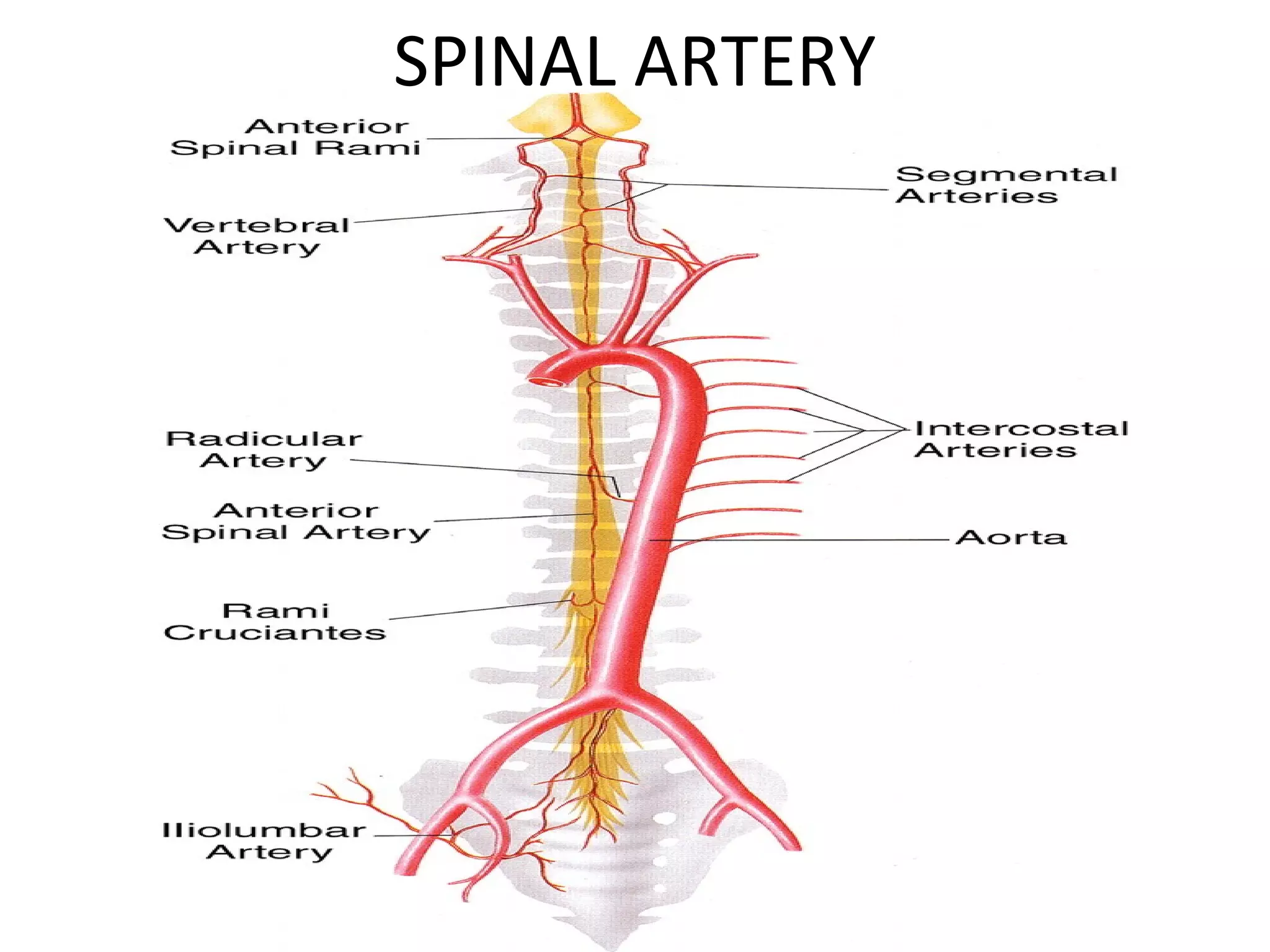 SPINAL ARTERY
 