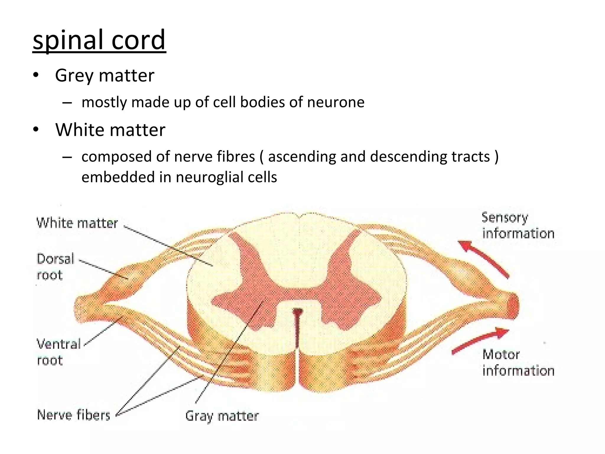 spinal cord
• Grey matter
– mostly made up of cell bodies of neurone
• White matter
– composed of nerve fibres ( ascending and descending tracts )
embedded in neuroglial cells
 