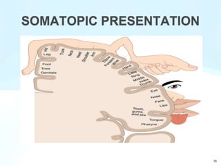 SOMATOPIC PRESENTATION
15
 