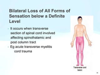 30
Bilateral Loss of All Forms of
Sensation below a Definite
Level
• It occurs when transverse
section of spinal cord involved
affecting spinothalamic and
post column tract
• Eg acute transverse myelitis
cord trauma
 