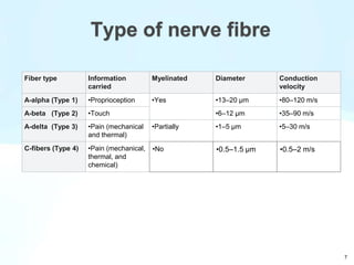 Fiber type Information
carried
Myelinated Diameter Conduction
velocity
A-alpha (Type 1) •Proprioception •Yes •13–20 μm •80–120 m/s
A-beta (Type 2) •Touch •6–12 μm •35–90 m/s
A-delta (Type 3) •Pain (mechanical
and thermal)
•Partially •1–5 μm •5–30 m/s
C-fibers (Type 4) •Pain (mechanical,
thermal, and
chemical)
•No •0.5–1.5 μm •0.5–2 m/s
Type of nerve fibre
7
 