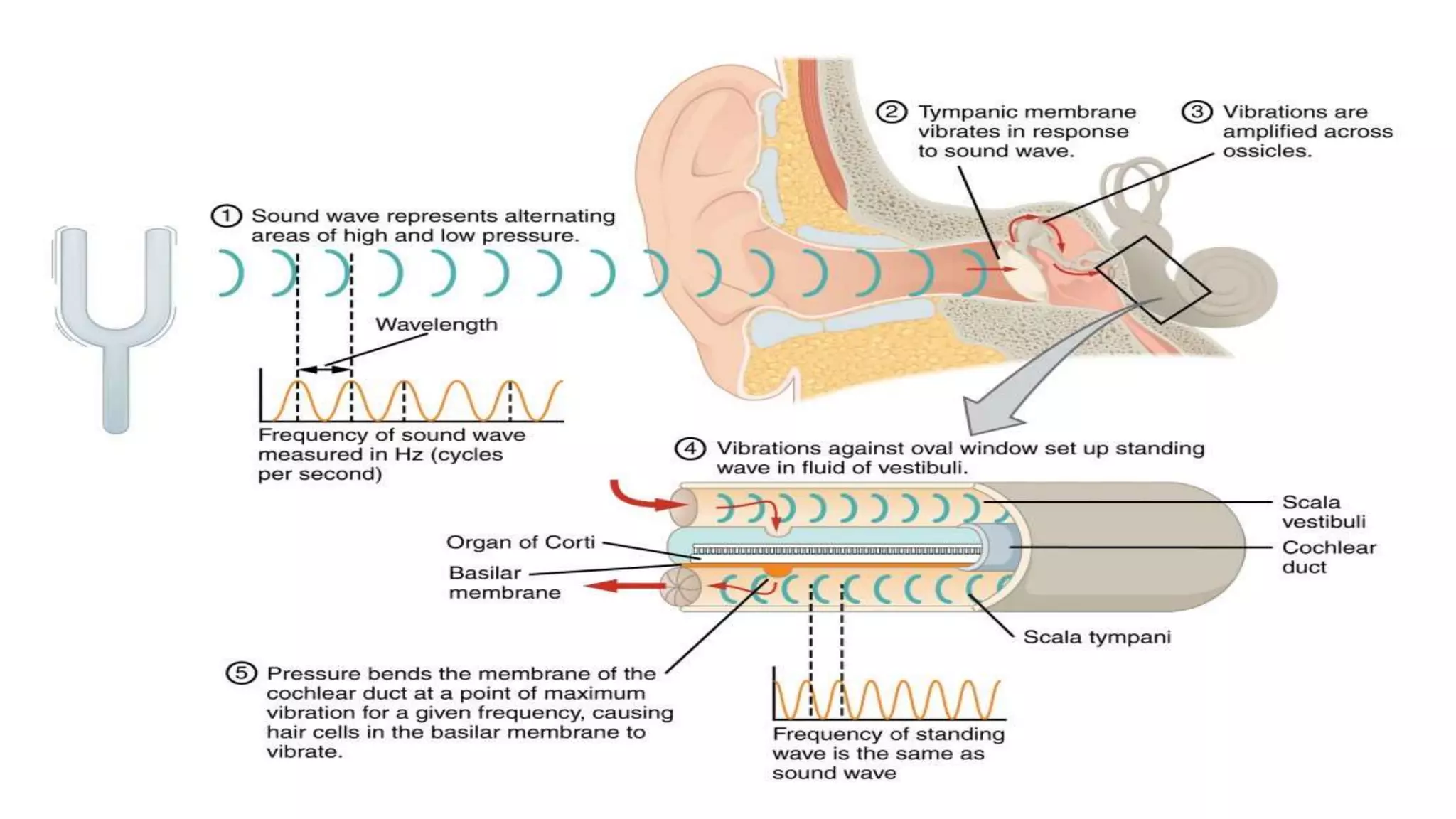 sensory system.pptx