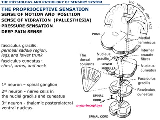 Proprioception Position Sense Sensory system.ppt thcthcghchgvhgfifyjfyjvjyv | PPT
