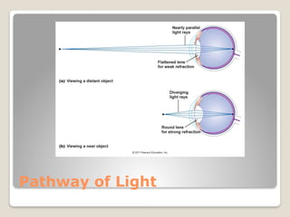 Comprehensive Overview of the Human Eye and Special Senses | PPTX