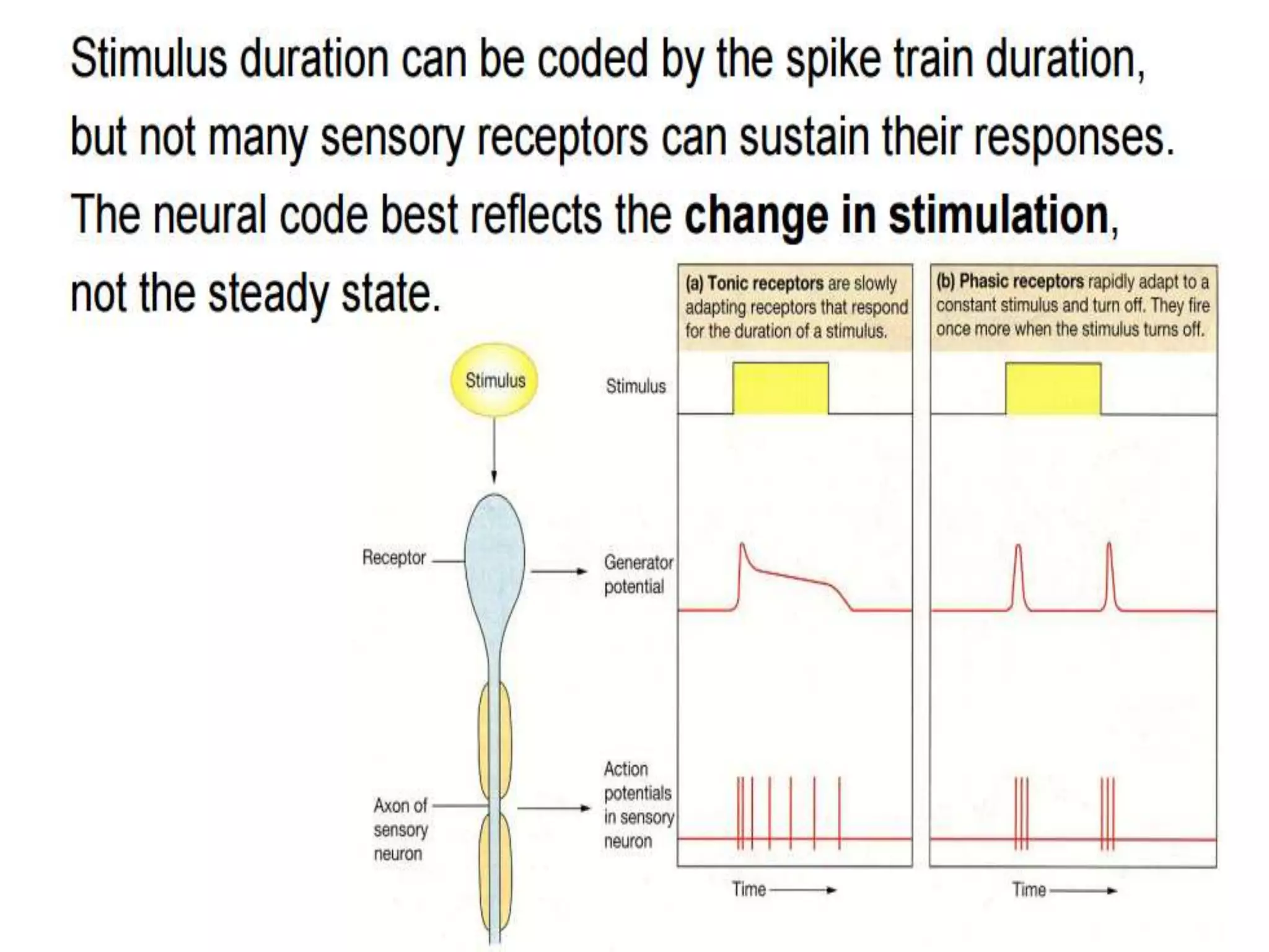 Sensory system and somatic sensation.pptx