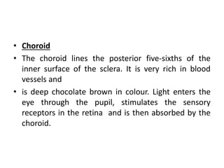 • Choroid
• The choroid lines the posterior five-sixths of the
inner surface of the sclera. It is very rich in blood
vessels and
• is deep chocolate brown in colour. Light enters the
eye through the pupil, stimulates the sensory
receptors in the retina and is then absorbed by the
choroid.
 