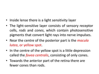 • Inside lense there is a light sensitivity layer
• The light-sensitive layer consists of sensory receptor
cells, rods and cones, which contain photosensitive
pigments that convert light rays into nerve impulses.
• Near the centre of the posterior part is the macula
lutea, or yellow spot.
• In the centre of the yellow spot is a little depression
called the fovea centralis, consisting of only cones.
• Towards the anterior part of the retina there are
fewer cones than rods.
 