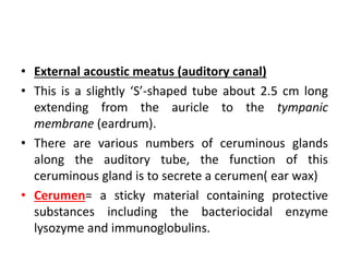 • External acoustic meatus (auditory canal)
• This is a slightly ‘S’-shaped tube about 2.5 cm long
extending from the auricle to the tympanic
membrane (eardrum).
• There are various numbers of ceruminous glands
along the auditory tube, the function of this
ceruminous gland is to secrete a cerumen( ear wax)
• Cerumen= a sticky material containing protective
substances including the bacteriocidal enzyme
lysozyme and immunoglobulins.
 